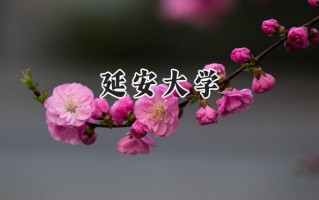 2024延安大学录取分数线：天津最低521分