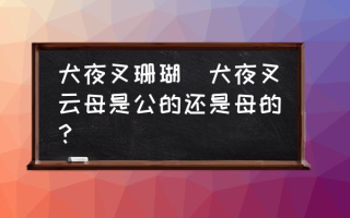 犬夜叉珊瑚(犬夜叉云母是公的还是母的？)