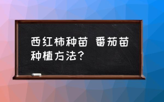 西红柿种苗 番茄苗种植方法？